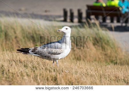 Longest The Coast At The Sea You See A Lot Of This Beautiful Seebird