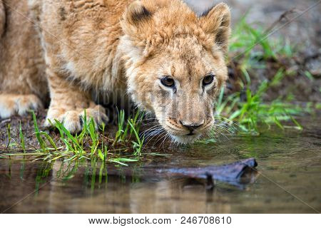 Close Up Young Lion Cub Drink Water