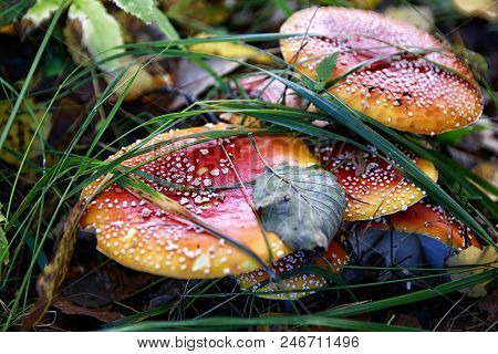Mushroom Fly Agaric In The Forest In Grass In Autumn Forest