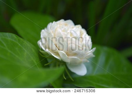 Jasmine Flower, Jasminum Sambac, Central Of Thailand
