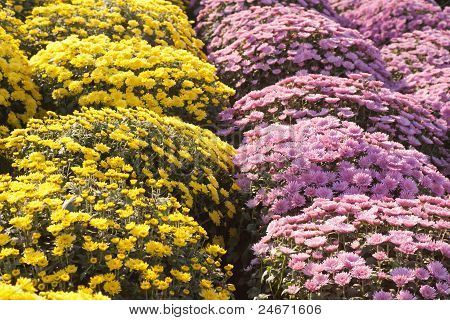 Flores do dia de Finados