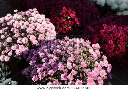 Flores do dia de Finados
