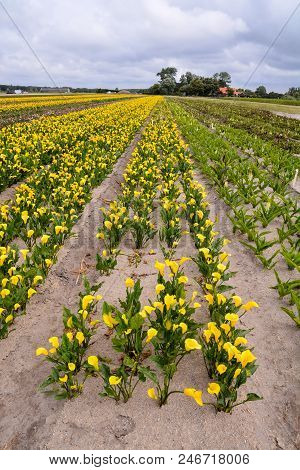 Photo Picture Of Calla Flower Colored Garden Field Cultivation