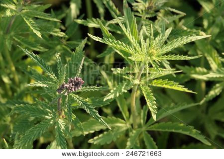 Close-up Of The Tops Of The Bushes Of Young Hemp. Flowering Of Cannabis. View From Above.