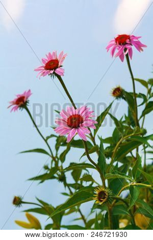 Beautiful Bright  Flower Helenium On A Blooming Green Meadow