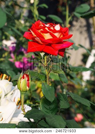 Beautiful Red Rose With  Leaves In  Summer Garden