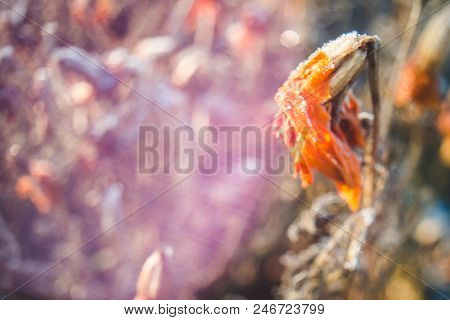 Withered Marigold Flowers Covered With Hoar Frost In Blurry Background With Light Leaks Made In Free
