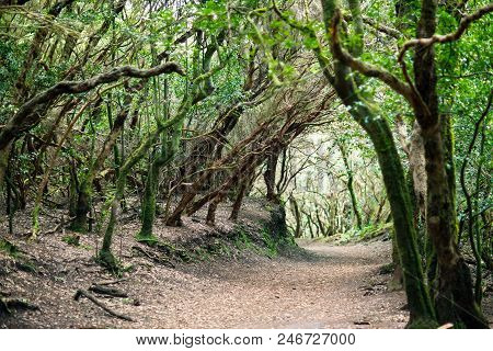 Road In Laurel Forest. Nature Background. Anaga Country Park, Biosphere Reserve, Tenerife, Canary Is