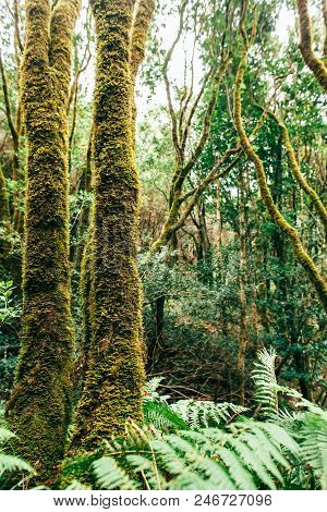 Laurel Forest Landscape. Nature Background. Anaga Country Park, Biosphere Reserve, Tenerife, Canary 