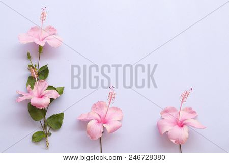 Pink Hibiscs Flowers Of Asia Arrangement On Background White