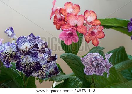 Streptocarpus Flowers Grow In The Pot At Home