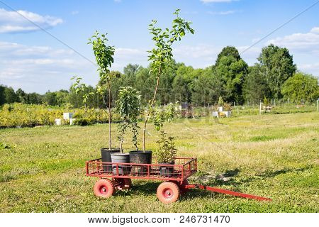 Seedling Plants Apple Tree And Mentha Plant In Pots In Iron Garden Trolley In Garden Nursery Plants 