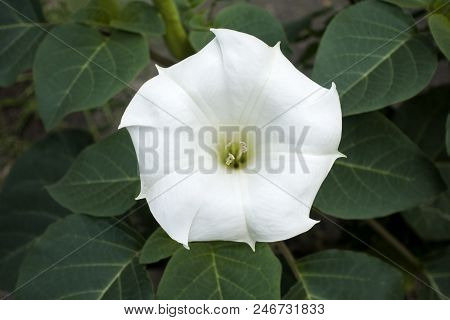 Top View Of Blooming White Datura Inoxia Flower With Green Leaves