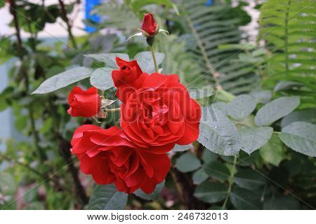 Beautiful red roses on the bushes in the garden. Bushes red garden roses. Dark red garden roses after rain. Caring for garden shrubs roses. Landscape design