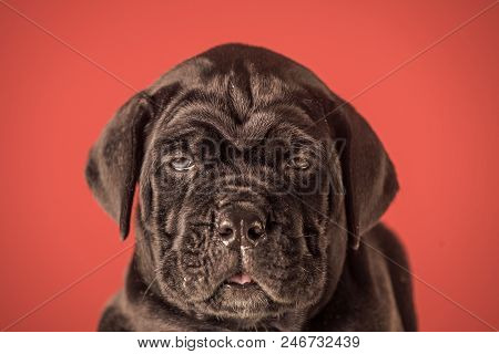 Puppy Of A Mastiff. New Year, Cute Puppy On Red Background. Pet Present And Winter Party. Year Of Do