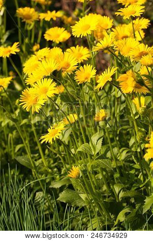 Yellow Flowers Doronicum Also Known As Leopard's-banes Growing.