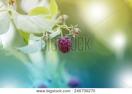 Ripe Raspberry On The Branch In The Garden. Fresh Raspberry Bush. Juicy Red Berries. Delicious And H