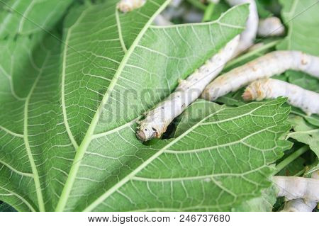 Silk Worm On Green Mulberry Leaf In Animal House