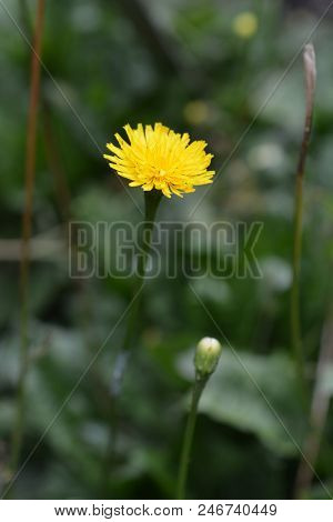 Rough Hawkbit Yellow Flower - Latin Name - Leontodon Hispidus