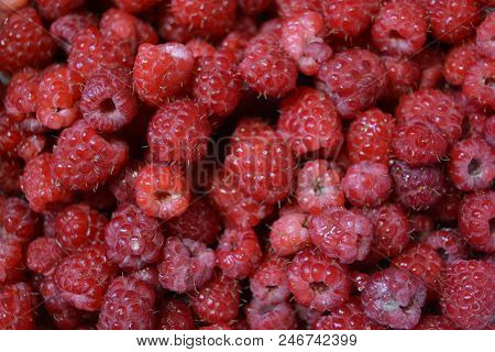 Raspberry From The Village Washed With Water