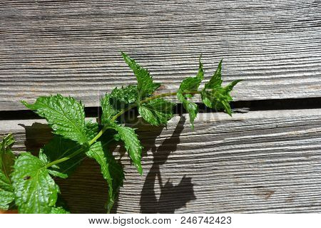 A Branch Of Fresh Ripped Mint From The Garden Washed By Water And Laid Out On Wooden Boards Gray Wit