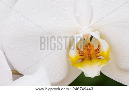 White Orchid With Droplets Of Water On The Surface After Rain.
