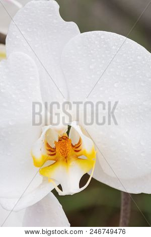 White Orchid With Droplets Of Water On The Surface After Rain.