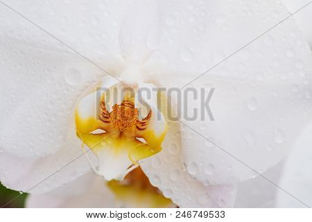 White Orchid With Droplets Of Water On The Surface After Rain.