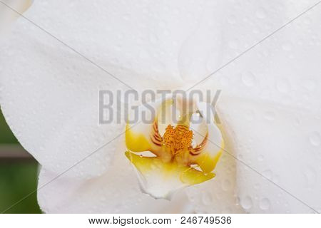 White Orchid With Droplets Of Water On The Surface After Rain.