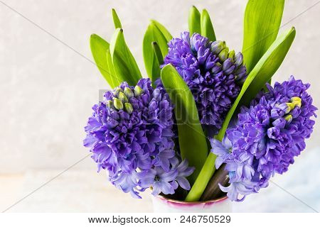 Bouquet Of Hyacinths On A Light Background