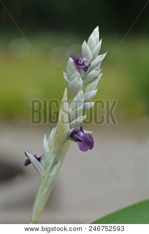 Powdery Alligator-flag Purple Flower - Latin Name - Thalia Dealbata