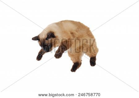 Portrait Of A Cute Flying Fluffy Balinese Cat, Isolated White Bsckground