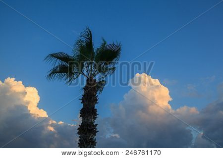 Palm Tree Against The Beautiful Blue Sky With Clouds. Summer Background.