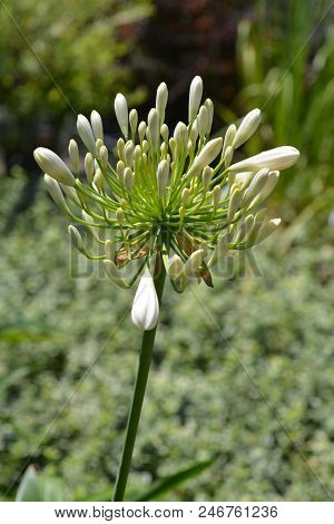Lily Of The Nile Albus