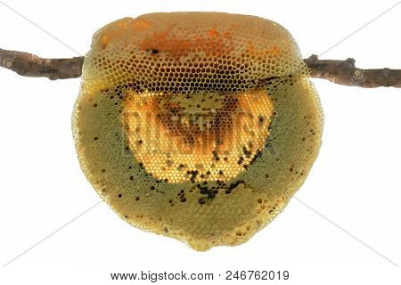 Nest Of Apis Florea