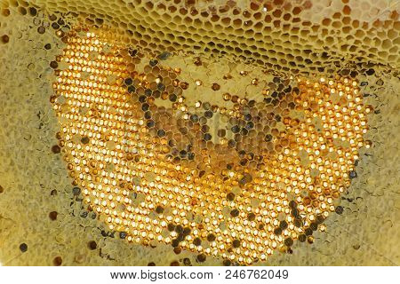 Nest Of Apis Florea