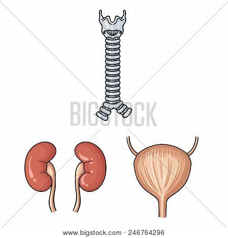 Human Organs Cartoon Icons In Set Collection For Design. Anatomy And Internal Organs Vector Symbol S
