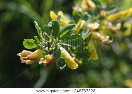Cytisus Scoparius, The Common Broom Or Scotch Broom.