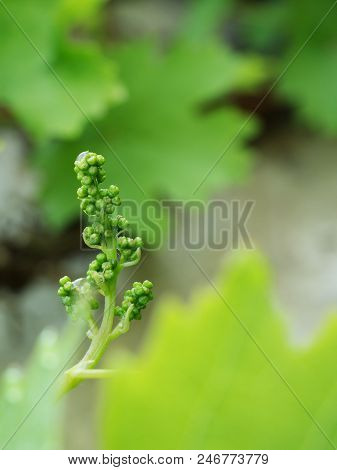 Young Green Grape Vine Branch During Spring. Detailed Young Grape Vine Leaf