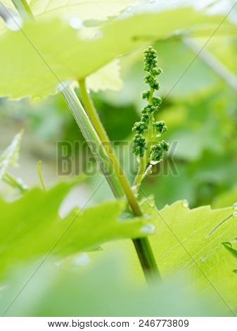 Young Green Grape Vine Branch During Spring. Detailed Young Grape Vine Leaf