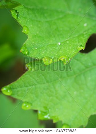 Group Of Young Wine Grapes Hidden Between  Fresh Green Leaves In Spring