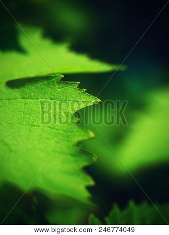 Young Grape Leaves, Checking Of Growth. Young Wine Grapes In Nature.