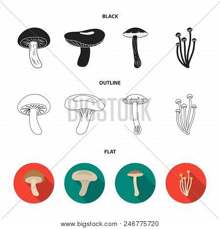 Shiitake, Brown Cap Boletus, Enokitake, Milk. Set Collection Icons In Black, Flat, Outline Style Vec