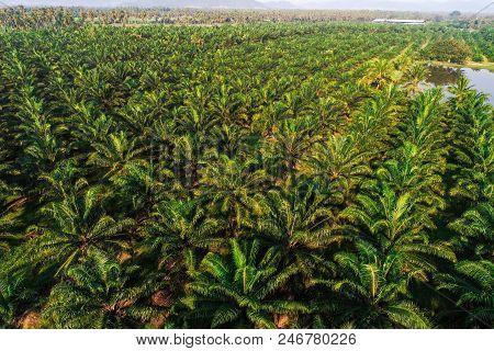 Aerial View Of Oil Palm Tree Plantation Field