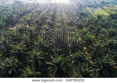 Aerial View Of Oil Palm Tree Plantation Field