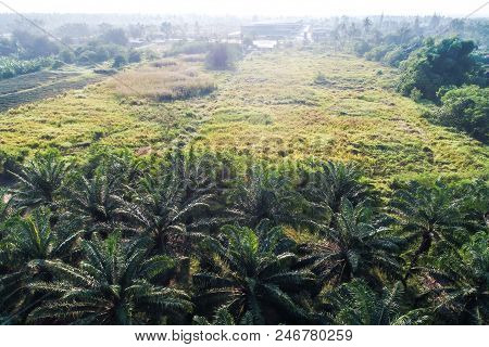 Aerial View Of Oil Palm Tree Plantation Field