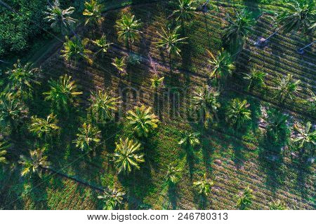 Aerial View Of Oil Palm Tree Plantation Field