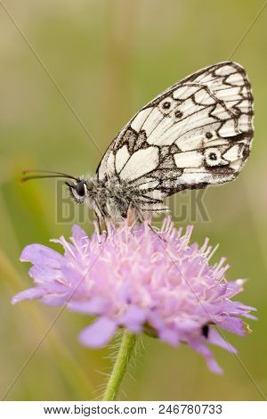 Summer Scene, Butterfly On Flower - Little Melanargia (melanargia Galathea)