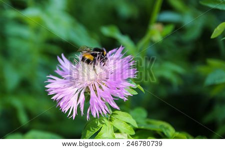Close-up View From Above Of The Caucasian Yellow-black Bumblebee Bombus Lucorum In Pollen Sitting On