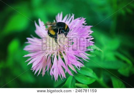 Close-up View From Above Of The Caucasian Yellow-black Bumblebee Bombus Lucorum In Pollen Sitting On
